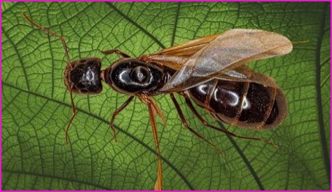 Are there carpenter ants in Utah?