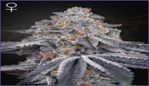 Dosidos x Holy Punch Genetics