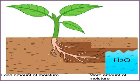 How long does it take for a plant to root in water?
