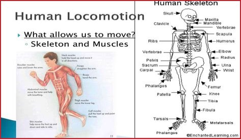What is locomotion in the human body