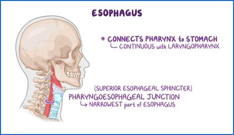 What is Pharyngoesophageal?