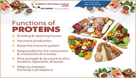 Why are fibrous proteins important?